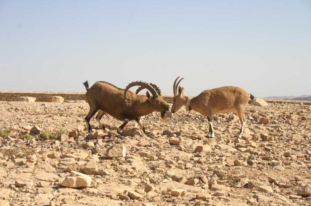 Evolution 008-1024.jpg